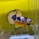 CCP Yellow Base betta hím