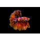 Orange nemo long tail betta