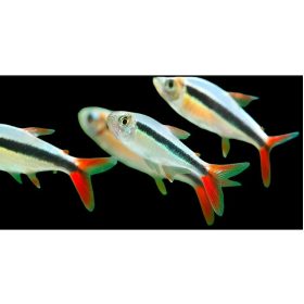 Ferdénúszó pontylazac RED