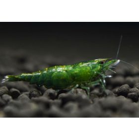 Garnéla Jade green