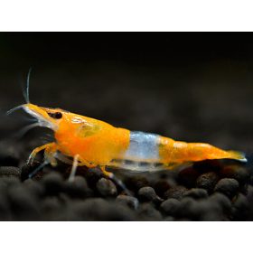 Garnéla Orange Rili