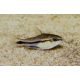 Corydoras pygmaeus – Törpe páncélosharcsa