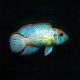 Electric Blue akara