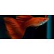 Guppy hím Full Red
