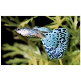Guppy Kék kobra