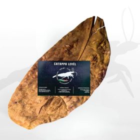 Hungarian Shrimp Club Catappa levél 10db