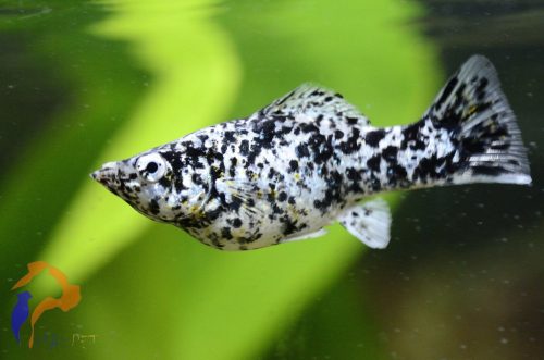 Dalmata molly, Foltos molly (Poecilia sp.)