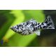 Dalmata molly, Foltos molly (Poecilia sp.)