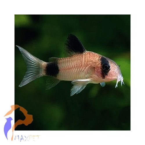 Panda páncélosharcsa (Corydoras panda)