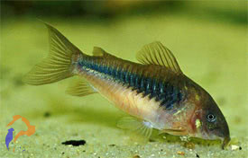 Kékpajzsos páncélosharcsa (Corydoras aeneus)