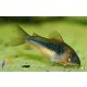 Kékpajzsos páncélosharcsa (Corydoras aeneus)