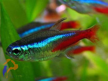 Kék neonhal (Paracheirodon innesi)