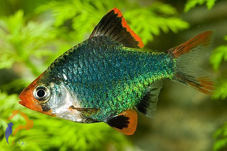 Szumátrai díszmárna (Zöld) (Barbus tetrazona)
