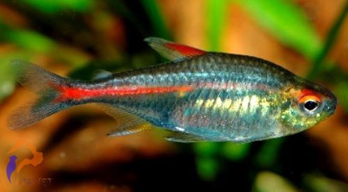Izzófényű pontylazac (Hemigrammus erythrozonus)