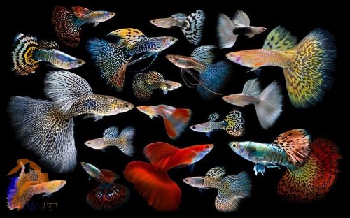 Szivárványos guppy