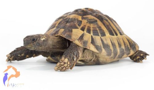 Görög teknős - Testudo hermanni