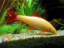 Frenatus - Arany rojtosszájú hal (Epalzeorhynchos frenatus)