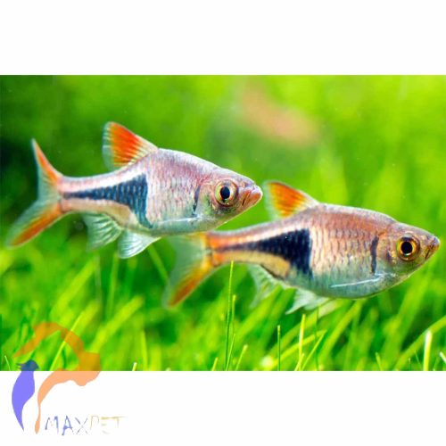 Ékfoltos razbóra (Rasbora heteromorpha)