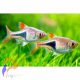 Ékfoltos razbóra (Rasbora heteromorpha)