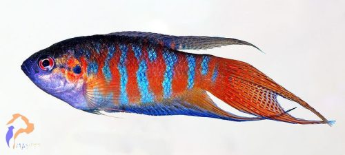 Kínai paradicsomhal (Macropodus opercularis)