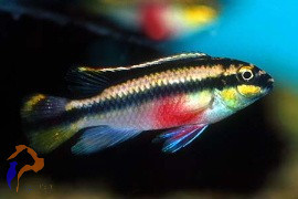 Meggyhasú sügér (Pelvicachromis pulcher)