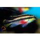 Meggyhasú sügér (Pelvicachromis pulcher)
