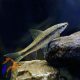 Sziámi ormányos márna, Repülő róka (Crossocheilus siamensis)