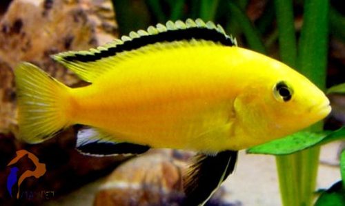 Aranysügér (Labidochromis caeruleus "Yellow")