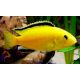 Aranysügér (Labidochromis caeruleus "Yellow")