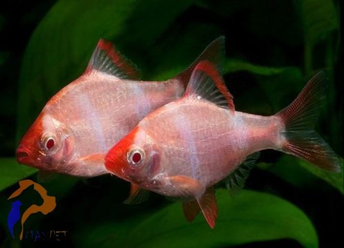 Szumátrai díszmárna (Platina) (Barbus tetrazona)