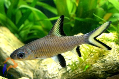 Cápamárna (Balantiocheilus melanopterus)