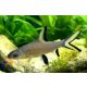 Cápamárna (Balantiocheilus melanopterus)