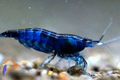 Blue Dream garnéla (Neocaridina davidi var. Blue)