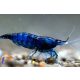 Blue Dream garnéla (Neocaridina davidi var. Blue)