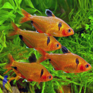 Serpalazac (Hyphessobrycon serpae)