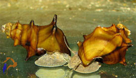 Pagoda csiga - Brotia pagodula