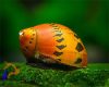 Hagymacsiga - Vittina semiconica