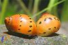 Hagymacsiga - Vittina semiconica