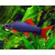 Frenatus - Vörös rojtosszájú hal (Epalzeorhynchos frenatus)