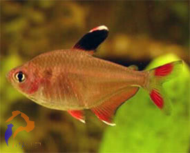 Rózsalazac (Hyphessobrycon rosaceus)