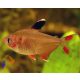 Rózsalazac (Hyphessobrycon rosaceus)