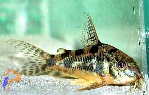 Foltos páncélosharcsa (Corydoras paleatus)