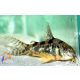 Foltos páncélosharcsa (Corydoras paleatus)