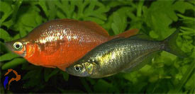 Lazacvörös kalászhal (Glossolepis incisus)