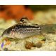 Elegáns páncélosharcsa (Corydoras elegance)
