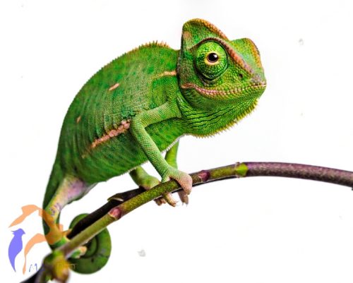 Sisakos kaméleon - Chamaeleo calyptratus