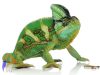Sisakos kaméleon - Chamaeleo calyptratus