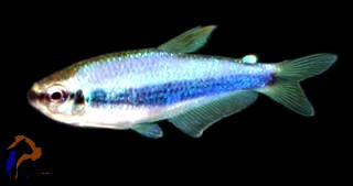 Királylazac (Inpaichthys kerri)