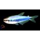 Királylazac (Inpaichthys kerri)