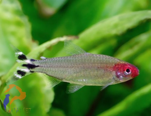 Petitella, Hamis vörösfejű pontylazac (Petitella georgiae)